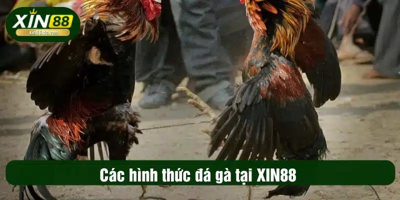 Các hình thức đá gà tại XIN88