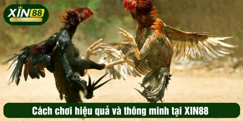 Cách chơi hiệu quả và thông minh tại XIN88 