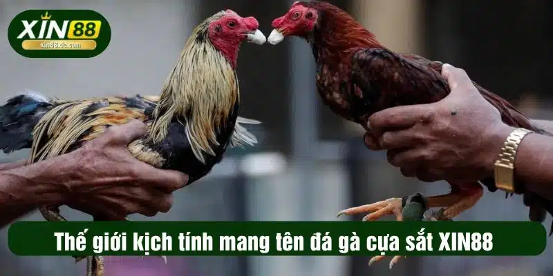 Thế giới kịch tính mang tên đá gà cựa sắt XIN88 